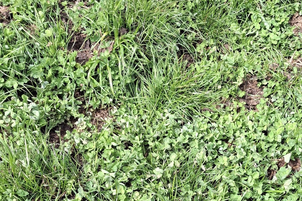 L’herbe, même à un stade jeune, répond amplement aux besoins des bovins.