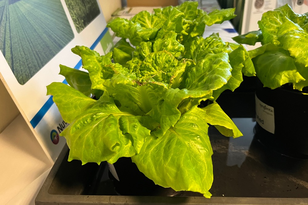 Sur ces salades, les traces de brûlures dues au stress salin peuvent être évitées par l’application de Retrosal.