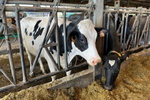 À l'occasion de la Journée mondiale du lait, plongée au cœur de la filière wallonne