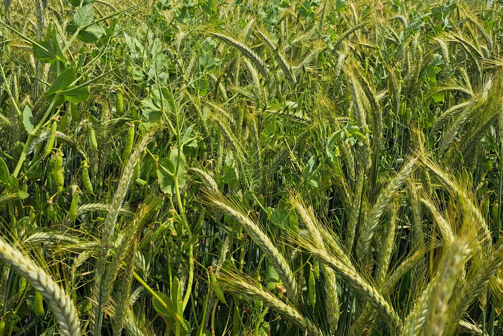En couverts ou en association, les légumineuses font entrer de l’azote dans le système et sécurisent certaines cultures.