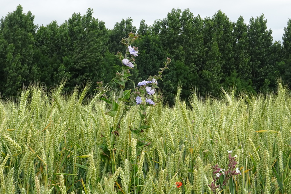 2.	Les repousses de chicorées dans les céréales provoquent une concurrence pour les ressources avec la céréales et ont aussi un effet d’augmentation de la teneur en humidité de la récolte.