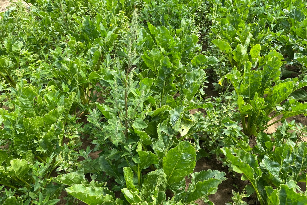 3. Le nouvel herbicide pour betteraves Rinpode permet de lutter contre les chénopodes présentant une résistance PSII (résistance aux inhibiteurs du photosystème).