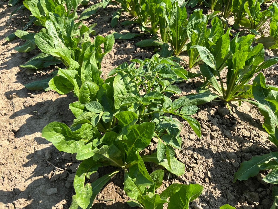 Lors de la démonstration, ce sont des repousses de pommes de terre dans une parcelle de chicorée qui ont été pulvérisées de manière localisée.