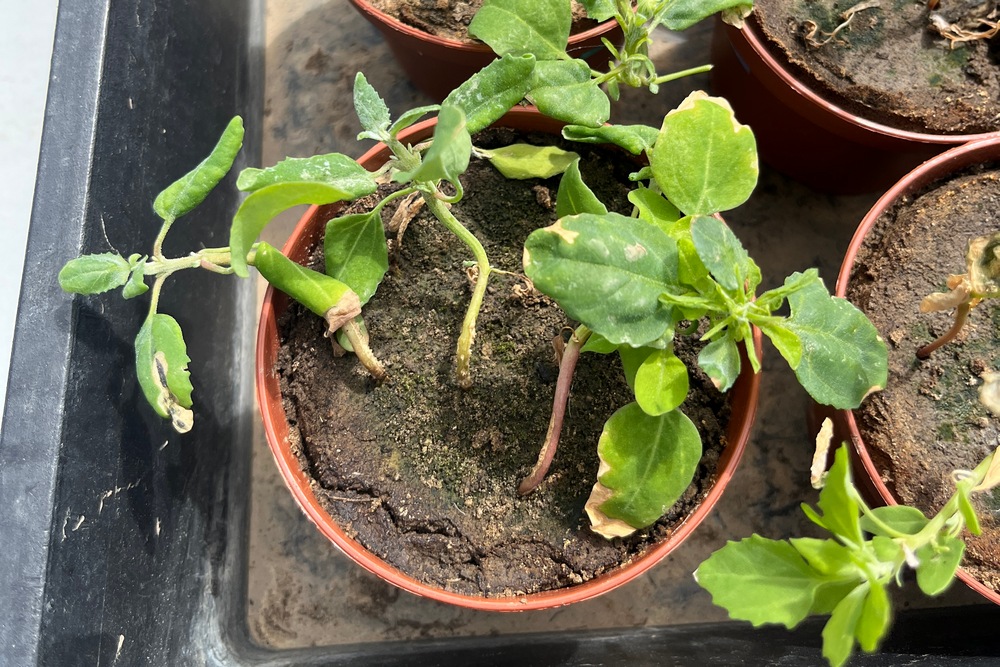 3. Le nouvel herbicide pour betteraves Rinpode permet de lutter contre les chénopodes présentant une résistance PSII (résistance aux inhibiteurs du photosystème).