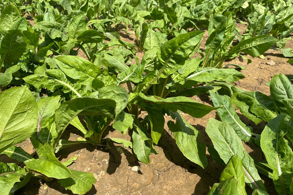L'incorporation combinée de 3,2 l/ha d’Avadex (triallate), de 0,3 l/ha de Boa (penoxsulame) et de 2 l/ha de Stomp Aqua (pendiméthaline) offre un très bon contrôle des adventices sur la durée.