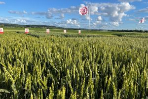Limagrain rappelle les intérêts des blés hybrides