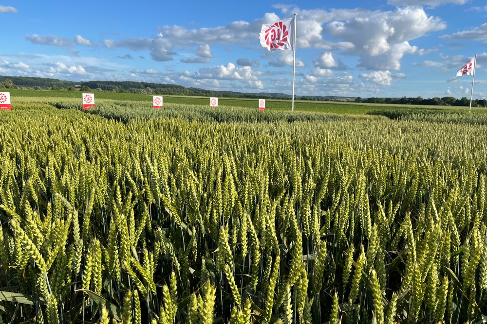 Limagrain rappelle les intérêts des blés hybrides
