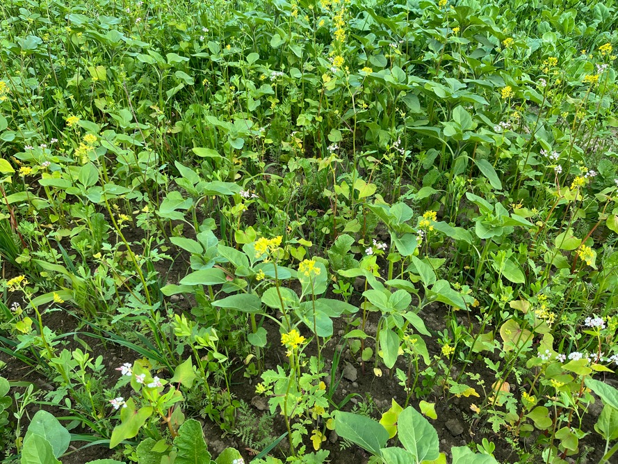 La présence de tournesols dans les couverts joue un rôle important dans l’apport de carbone.