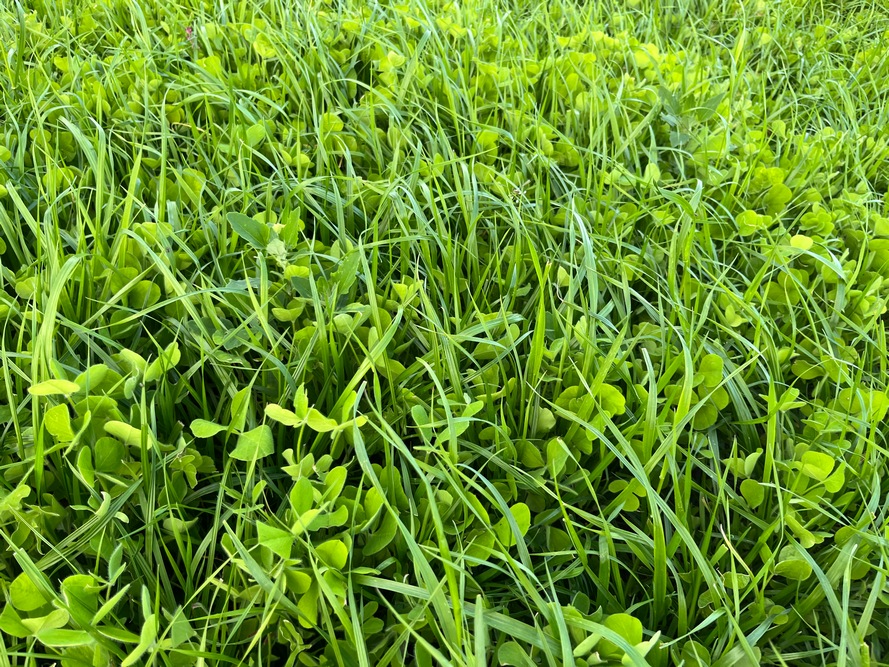 La présence de légumineuses dans les prairies temporaires a l’avantage de fixer l’azote atmosphérique. “C’est d’autant plus intéressant quand les prix des engrais de synthèse sont soutenus”.