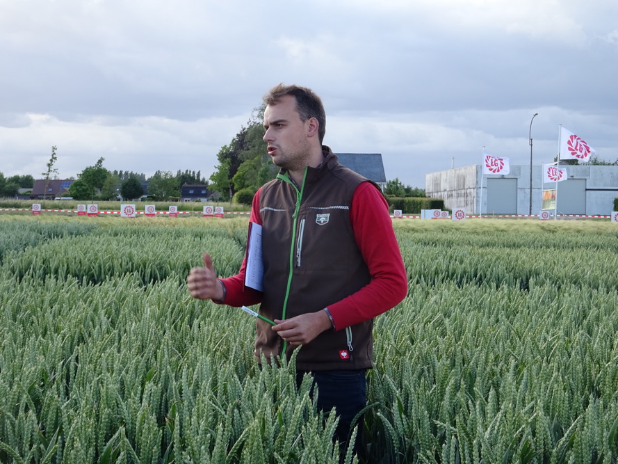 “Le potentiel de rendement des hybrides est nettement supérieur à celui d’un blé classique”, explique Romuald Lust.