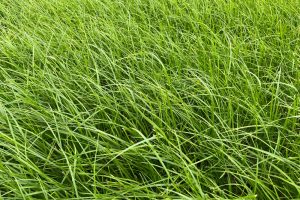 Sécheresse : comment préserver le potentiel de ses prairies pâturées ?