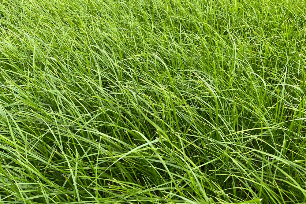 Sécheresse : comment préserver le potentiel de ses prairies pâturées ?