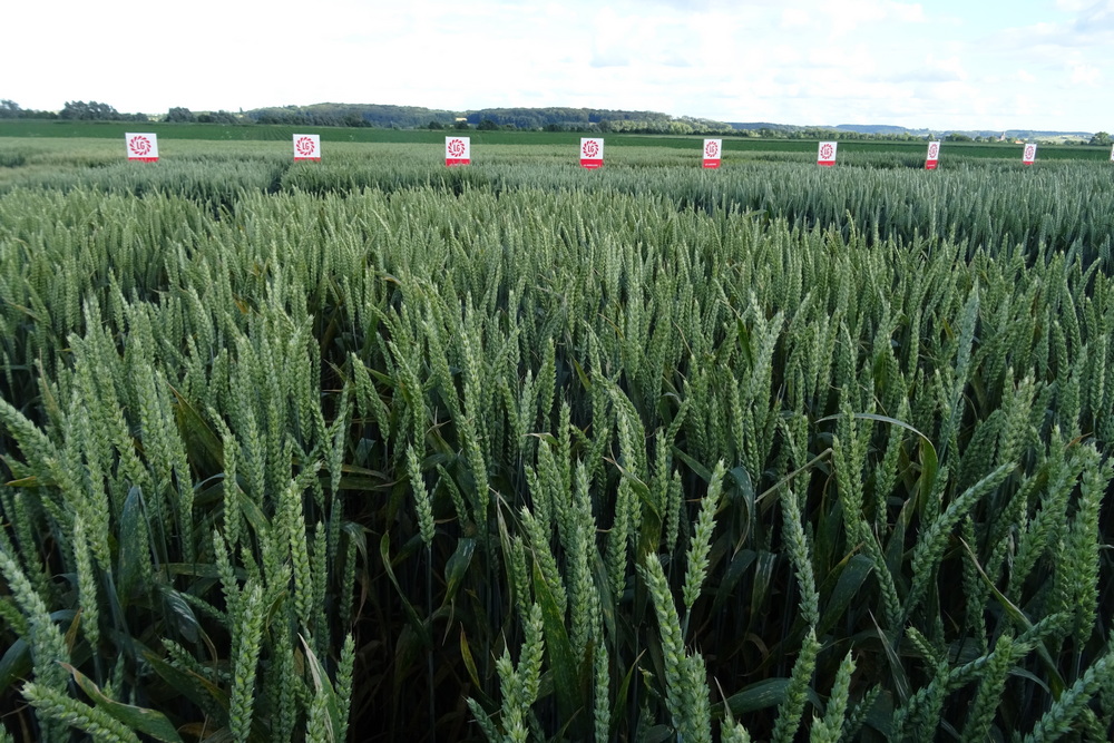 D’une manière générale, Limagrain remarque que les variétés hybrides prennent de l’ampleur, tout en restant encore parfois méconnues par certains. De plus, il a été constaté par la firme que les agriculteurs les implantent surtout quand les prix des céréales sont soutenus.