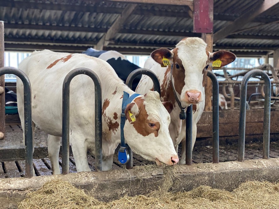 Objectif : des vaches âgées et en bonne santé, afin de maintenir un faible taux de renouvellement.