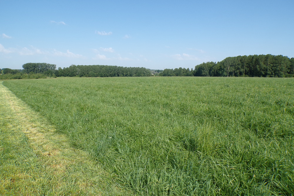 Dans certaines régions, les prairies permanentes couvrent près de 48 % de la surface agricole utile.