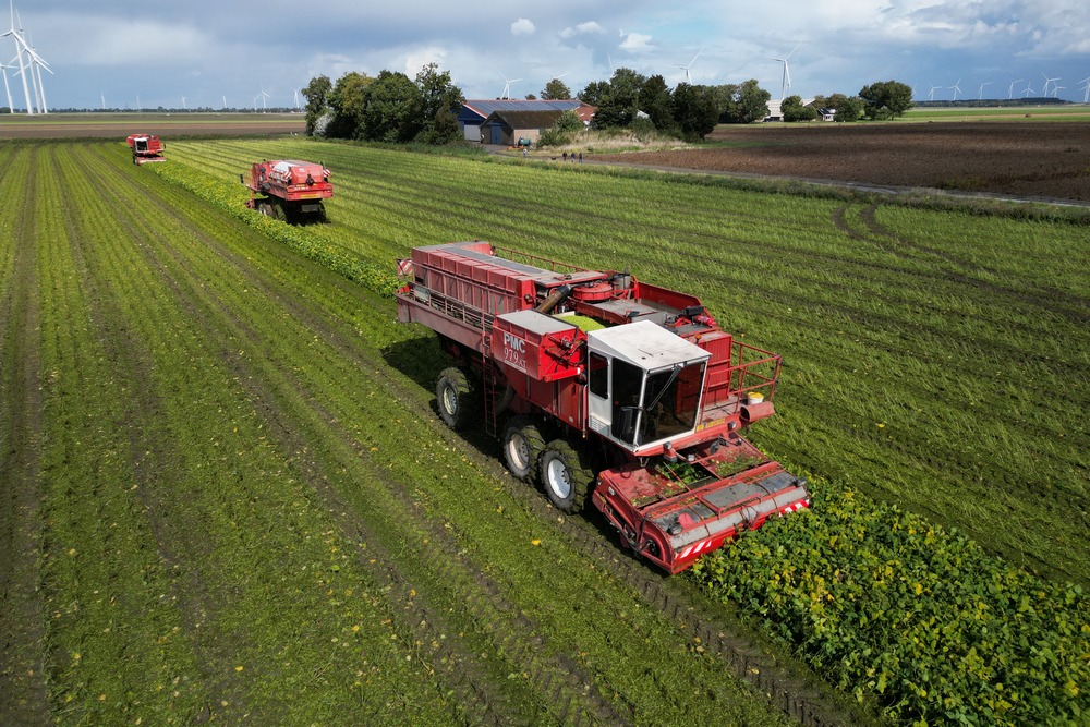 Les plantes sont récoltées à l’aide d’une arracheuse de pois.
